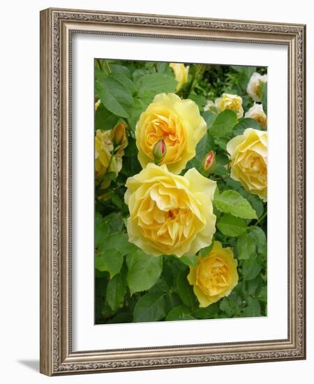 Roses (Rosa Sp.)-Tony Craddock-Framed Photographic Print