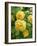 Roses (Rosa Sp.)-Tony Craddock-Framed Photographic Print