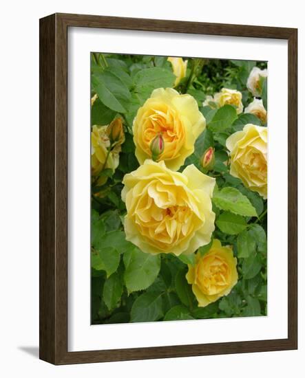 Roses (Rosa Sp.)-Tony Craddock-Framed Photographic Print