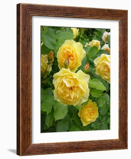 Roses (Rosa Sp.)-Tony Craddock-Framed Photographic Print