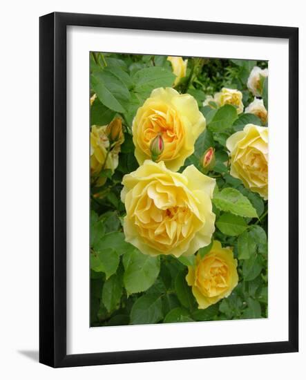 Roses (Rosa Sp.)-Tony Craddock-Framed Photographic Print