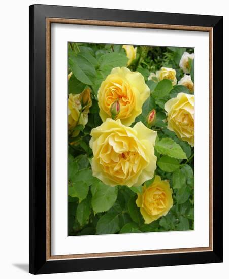 Roses (Rosa Sp.)-Tony Craddock-Framed Photographic Print