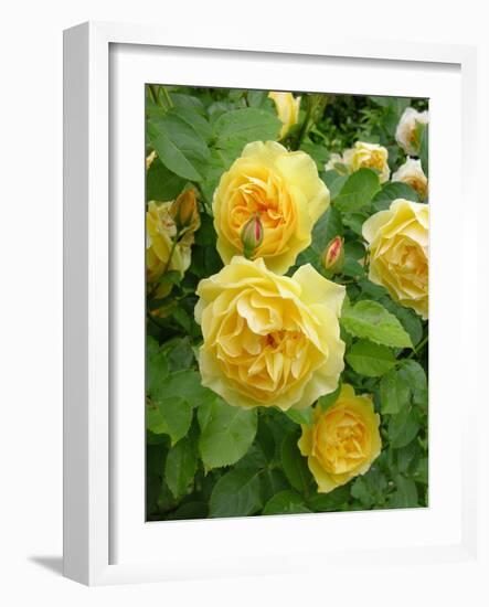 Roses (Rosa Sp.)-Tony Craddock-Framed Photographic Print