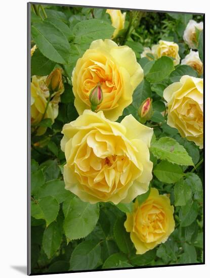 Roses (Rosa Sp.)-Tony Craddock-Mounted Photographic Print