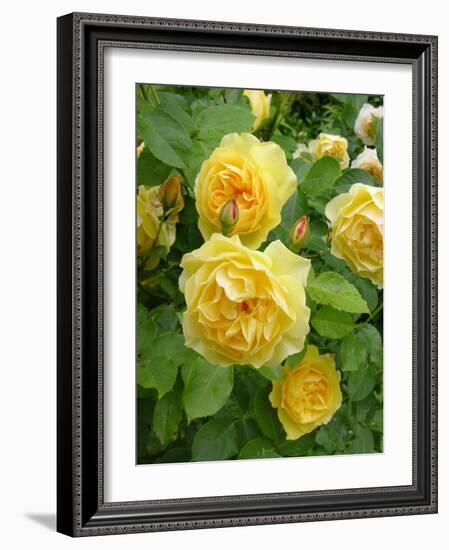 Roses (Rosa Sp.)-Tony Craddock-Framed Photographic Print
