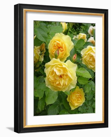 Roses (Rosa Sp.)-Tony Craddock-Framed Photographic Print