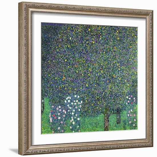 Roses Under the Trees, circa 1905-Gustav Klimt-Framed Giclee Print