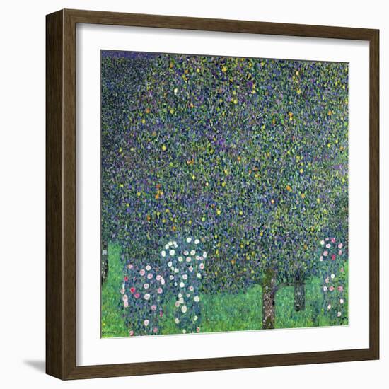 Roses Under the Trees, circa 1905-Gustav Klimt-Framed Giclee Print