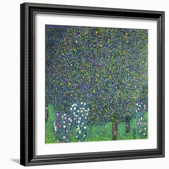 Roses Under the Trees, circa 1905-Gustav Klimt-Framed Giclee Print