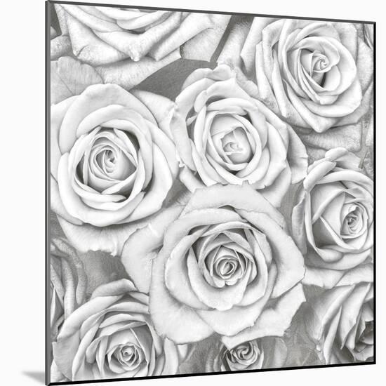 Roses - White on Silver-Kate Bennett-Mounted Art Print