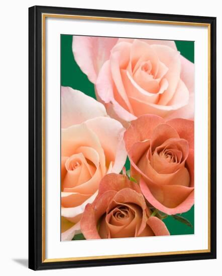 Roses-Jamie & Judy Wild-Framed Photographic Print