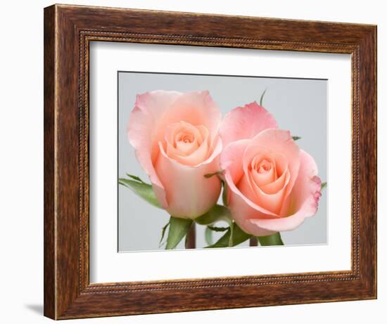 Roses-Jamie & Judy Wild-Framed Photographic Print