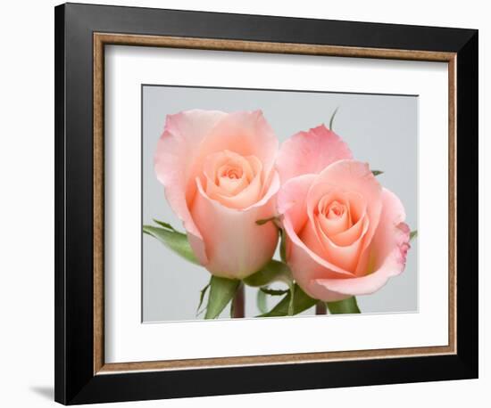 Roses-Jamie & Judy Wild-Framed Photographic Print