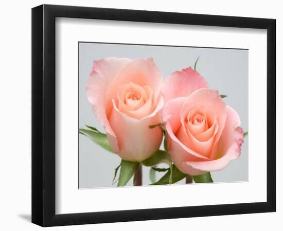 Roses-Jamie & Judy Wild-Framed Photographic Print