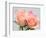 Roses-Jamie & Judy Wild-Framed Photographic Print