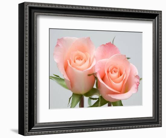 Roses-Jamie & Judy Wild-Framed Photographic Print