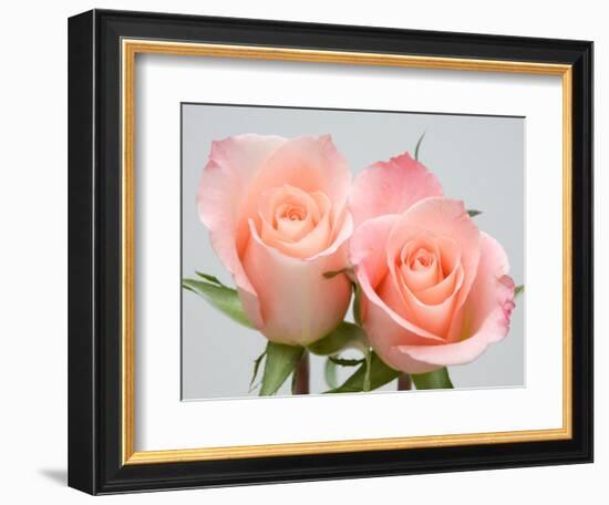 Roses-Jamie & Judy Wild-Framed Photographic Print