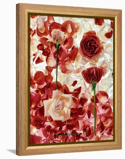 Roses-George Silk-Framed Premier Image Canvas