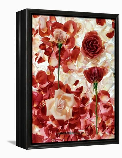 Roses-George Silk-Framed Premier Image Canvas