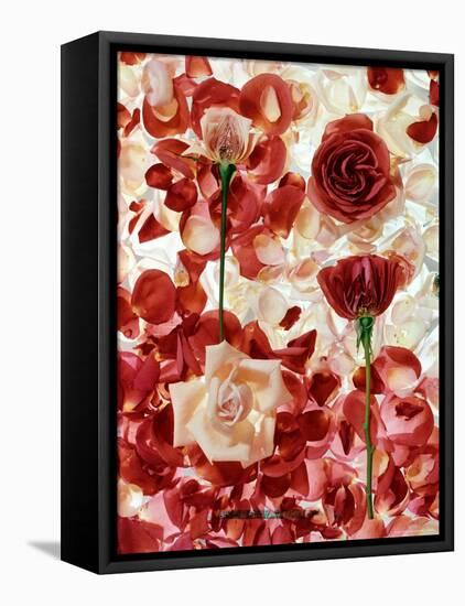 Roses-George Silk-Framed Premier Image Canvas