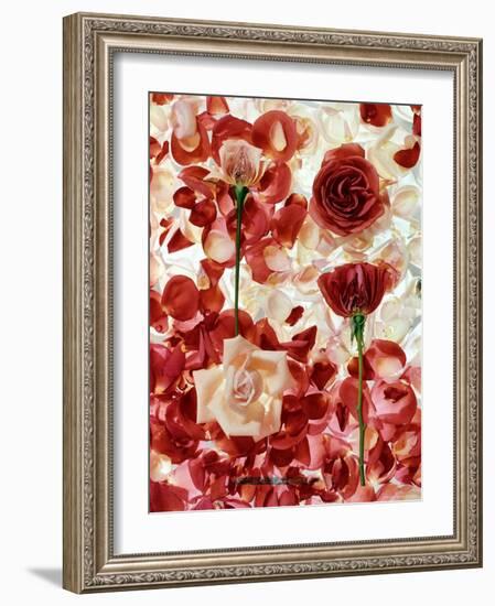 Roses-George Silk-Framed Photographic Print