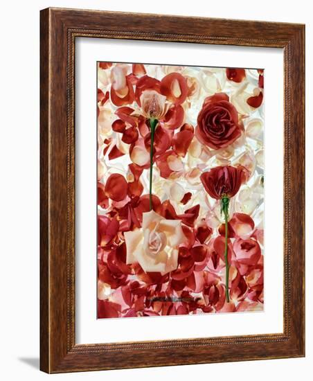 Roses-George Silk-Framed Photographic Print