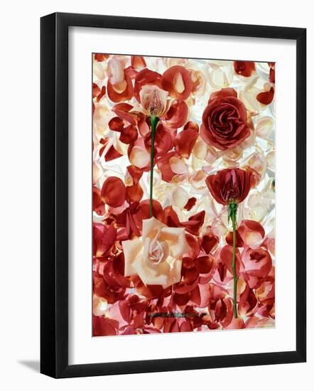 Roses-George Silk-Framed Photographic Print