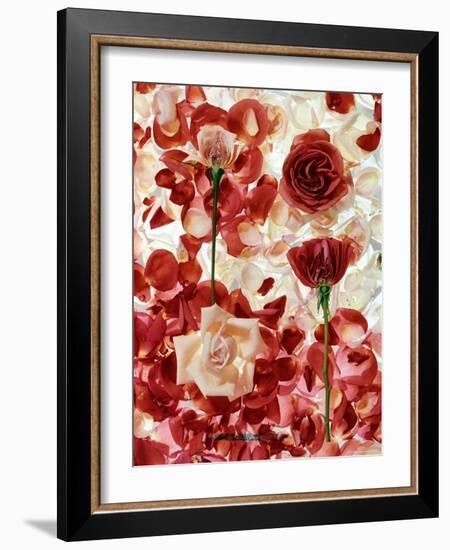 Roses-George Silk-Framed Photographic Print