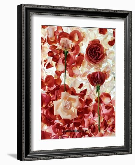 Roses-George Silk-Framed Photographic Print