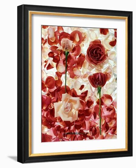 Roses-George Silk-Framed Photographic Print