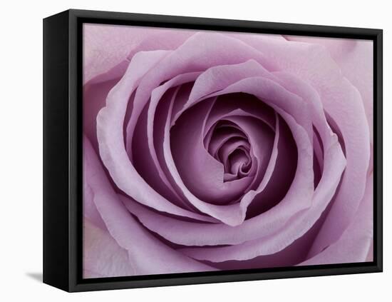 Roses-Fabio Petroni-Framed Premier Image Canvas