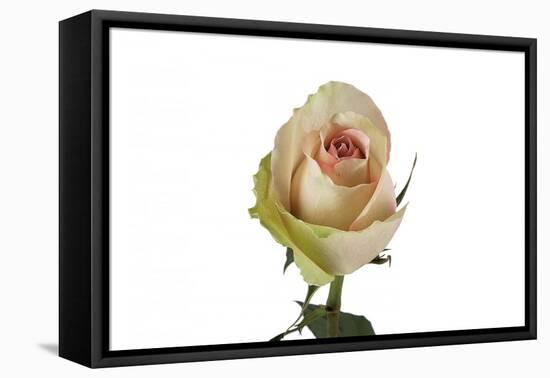 Roses-Fabio Petroni-Framed Premier Image Canvas