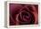 Roses-Fabio Petroni-Framed Premier Image Canvas