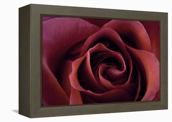 Roses-Fabio Petroni-Framed Premier Image Canvas