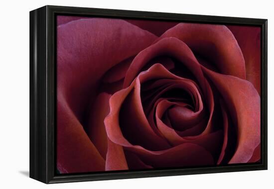 Roses-Fabio Petroni-Framed Premier Image Canvas