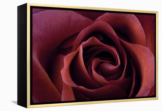 Roses-Fabio Petroni-Framed Premier Image Canvas