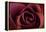 Roses-Fabio Petroni-Framed Premier Image Canvas