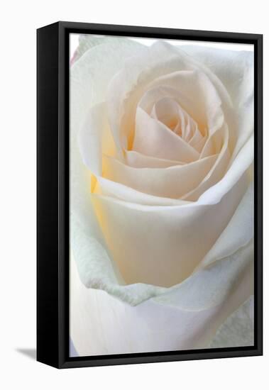 Roses-Fabio Petroni-Framed Premier Image Canvas