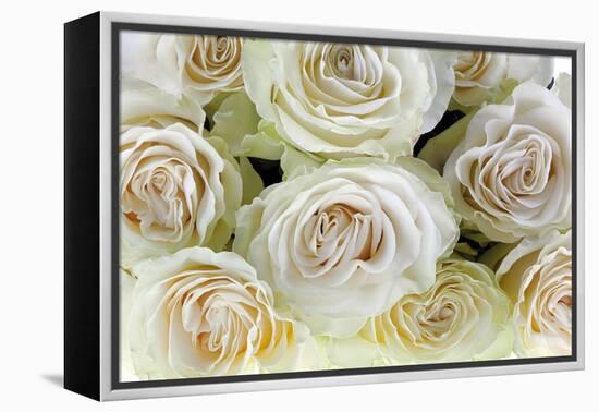 Roses-Fabio Petroni-Framed Premier Image Canvas