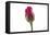 Roses-Fabio Petroni-Framed Premier Image Canvas