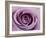 Roses-Fabio Petroni-Framed Photographic Print