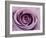 Roses-Fabio Petroni-Framed Photographic Print