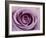 Roses-Fabio Petroni-Framed Photographic Print