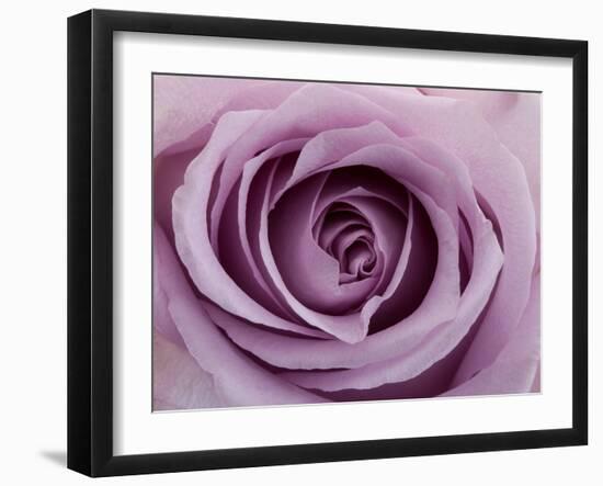 Roses-Fabio Petroni-Framed Photographic Print