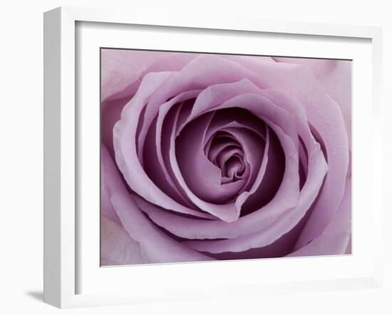 Roses-Fabio Petroni-Framed Photographic Print