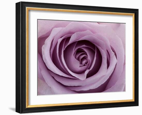 Roses-Fabio Petroni-Framed Photographic Print