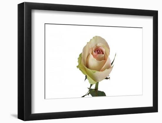 Roses-Fabio Petroni-Framed Photographic Print