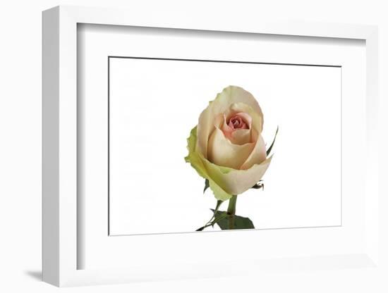 Roses-Fabio Petroni-Framed Photographic Print