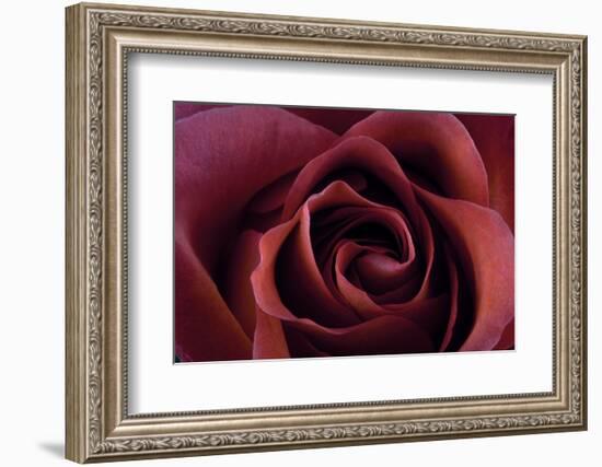 Roses-Fabio Petroni-Framed Photographic Print