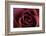 Roses-Fabio Petroni-Framed Photographic Print